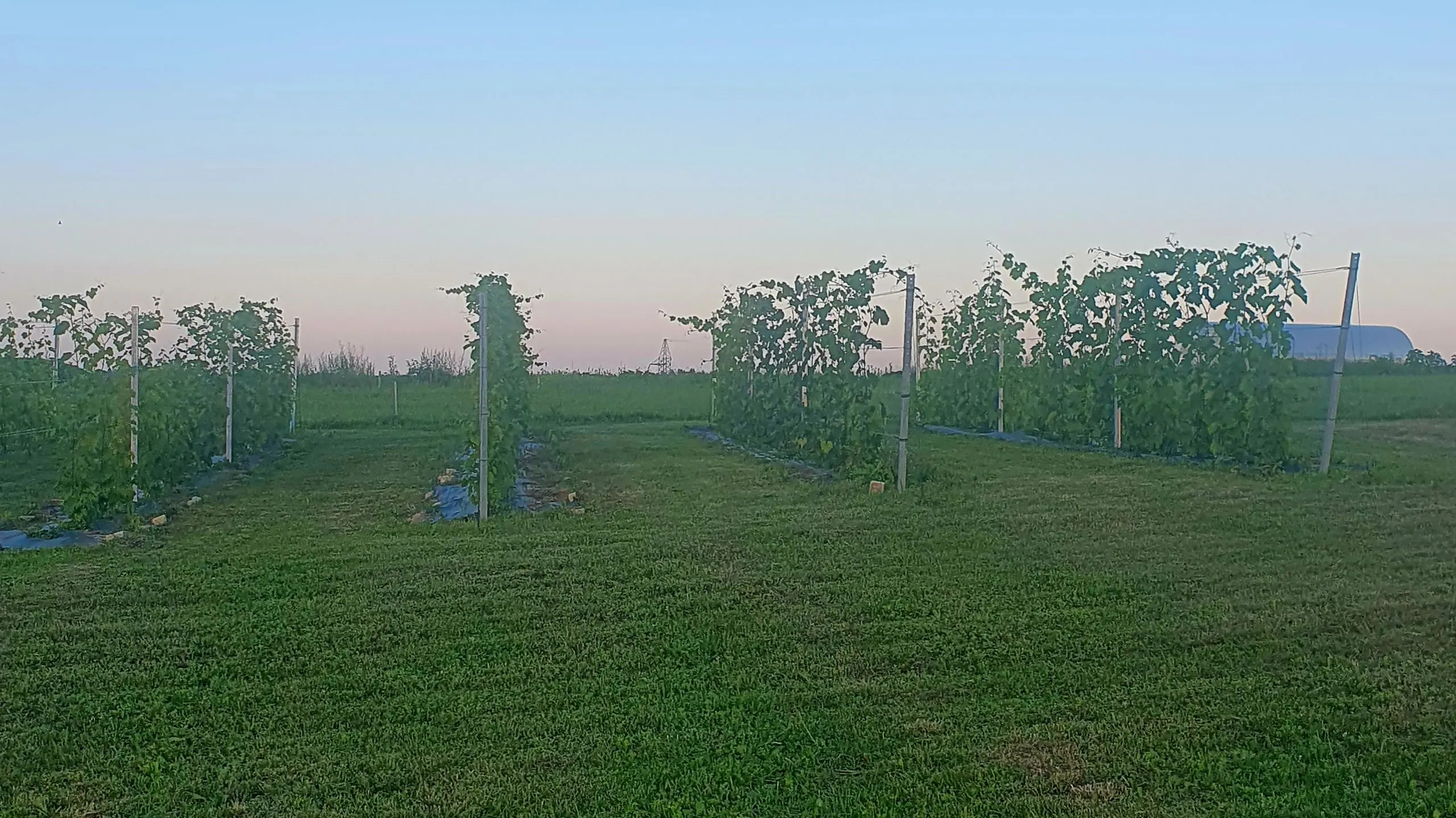 Rows of vines at sunset