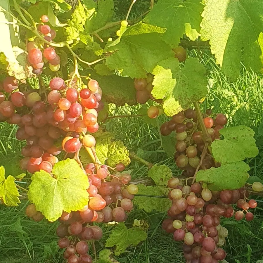 A cluster of rosé grapes