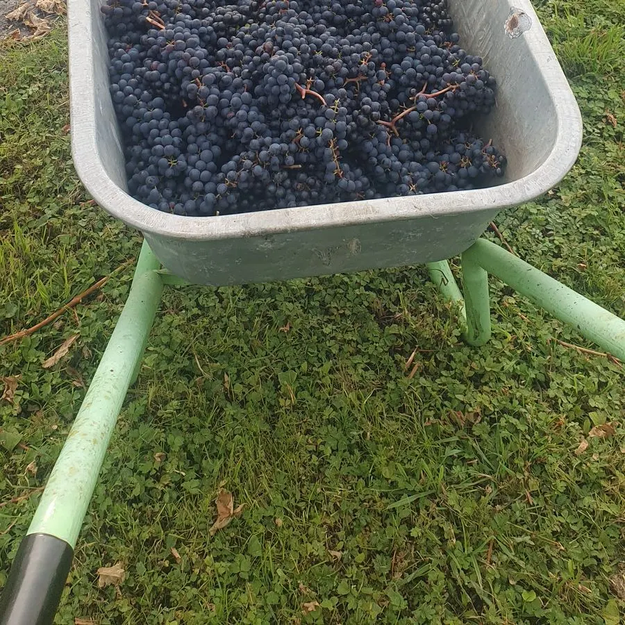 A wheelbarrow full of grapes