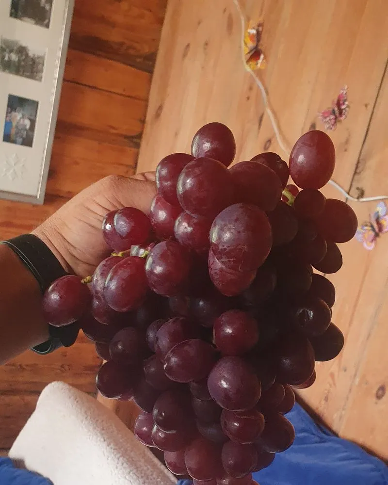 Vineyard work