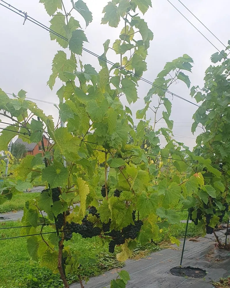 Rows of vines